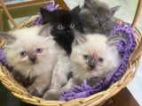 Persian Purebred Kittens