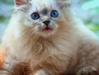 Persian Ragdoll Kittens