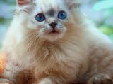 Persian Ragdoll Kittens