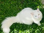 Persian Kitten Odd Eyes