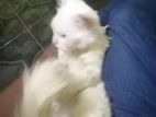 Persian Cat