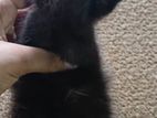 Persian Short Cat