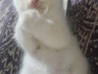 Persian White Blue Eye Kitten