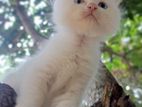 Persian White Blue Eye Kitten