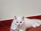 Persian White Cat