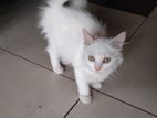 Persian White Cat