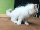 Persian White Cat
