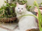 Persian White Cat