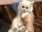 Persian White Cat