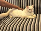 Persian White Cat