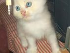 Persian White Cat
