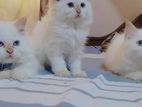 Persian Cat