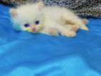 Persian White