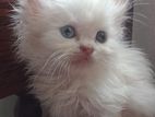 Persian White