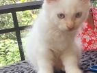Persian White Kitten Female