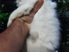 Persian White Kitten