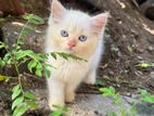 Persian White Kitten