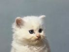 Persian White Kitten