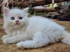 persian white kitten
