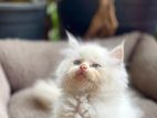 Persian White Kitten