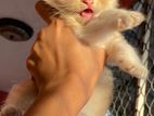 Persian Mixed Kittens