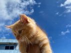 Persian X Turkish Angora