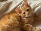 Persian X Turkish Angora