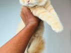 Persian X Turkish Angora