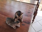 Persian Kitten for Kind Home