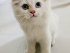 Persians Kittens