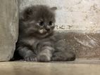 Persian Kittens