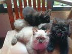 Persian Cats
