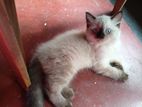 Persian Kittens