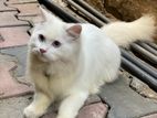 persinan cat