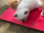 Persian Kittens