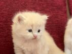Persian Cat