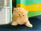 Persion cat