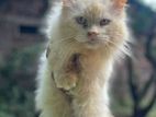 Persian Kittens