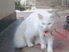 Persion Cat