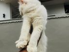 Persian Cat