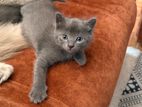 Persian Cat