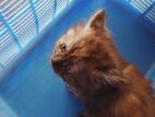 Persian Cat