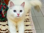 Persian Cat