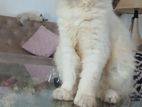 Persian Cat