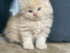 Persian Kittens