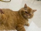 Persian Cat