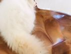 Persion Cat
