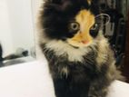 Persian Cat