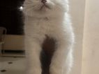 Persian Cat