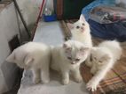 Persion Cat